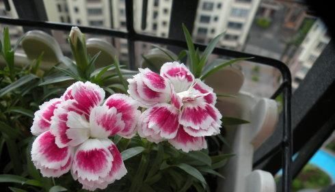 家家都有的3种垃圾，用来养花，枝叶油绿，开花爆盆！