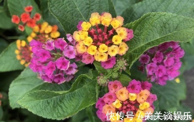 五色梅|懂花的人,都不在客厅养“5种花”,会被人笑话,家里有的快处理!