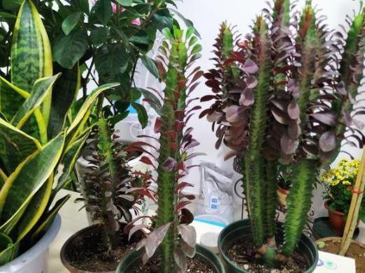 盆栽|夏季盆栽管理镇宅龙骨,不想踩雷该怎么办注意3方面就够了