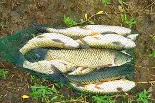 老张|钓鱼人的一天,从头天晚上失眠就已经开始了,你是不是也这样?