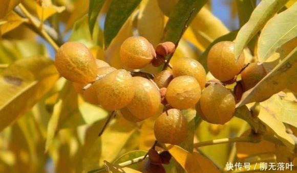 农村一种果实,被称为“天然洗涤剂”,洗脸、手、头、碗等皆可用