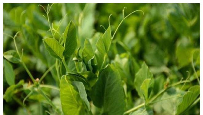 卖价|这5种在农村喂猪的植物，到了城市却成了稀罕物，而且卖价不菲！