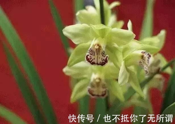 龟甲牡丹|世界上最名贵的花，一盆就是一座房子！