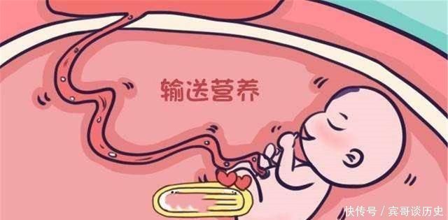 宝妈|胎儿出生“剪脐带”时,是妈妈痛还是胎儿痛答案有点意外