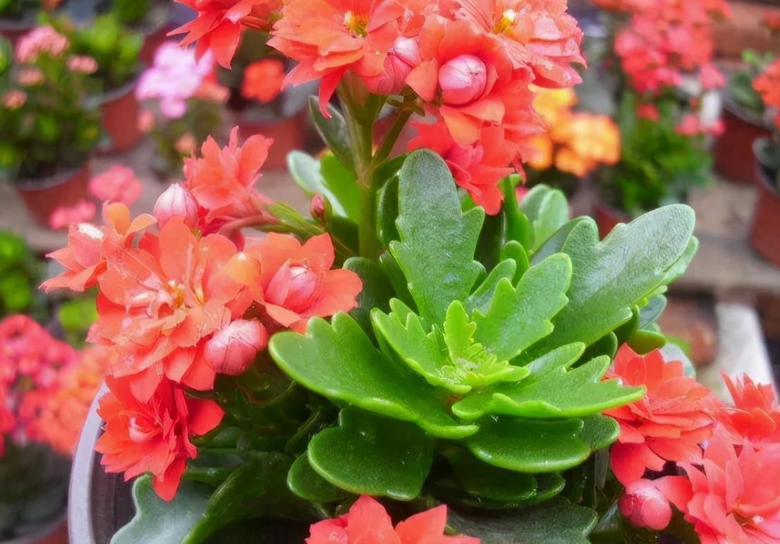 养花人必须记住的“施肥口诀”,只要合理掌握,养花变得轻轻松松