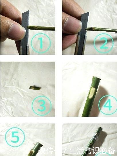 普通的月季苗，他养2年，变成一棵大花树，咋做到的！