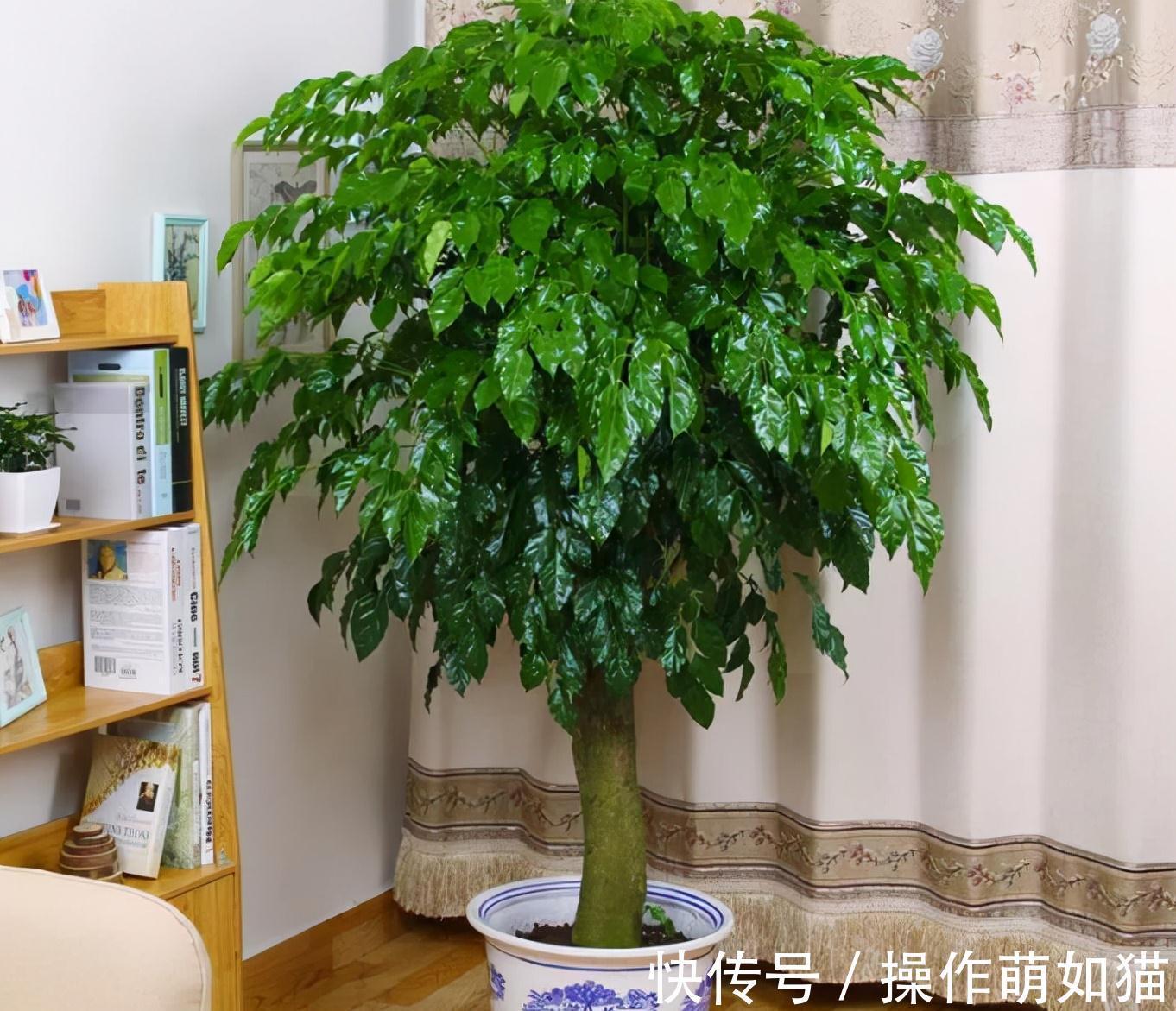 7种“吉利花”,家里养一盆,顺顺当当又漂亮,养人又旺家