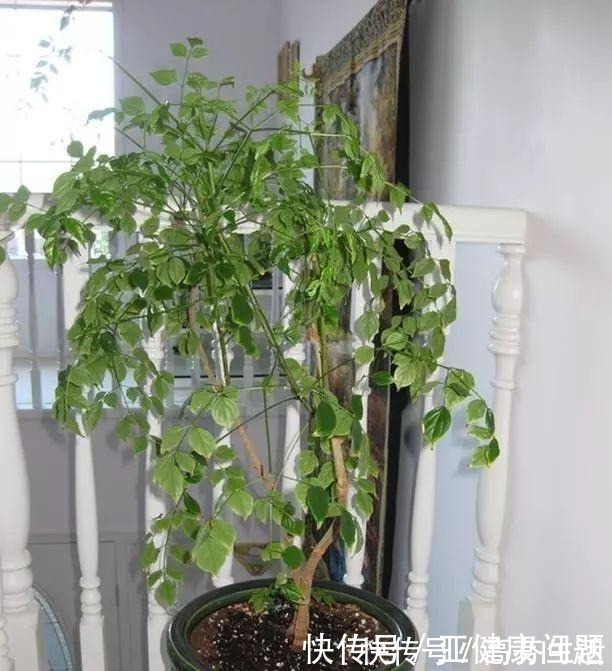 通风度|幸福的家里,就该养盆“幸福树”,四季常青,9月开出幸福花!