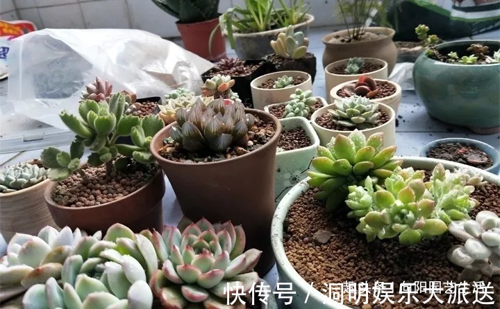 网购多肉要谨慎,两毛钱一棵,叶子掉光了,教你快速拯救多肉