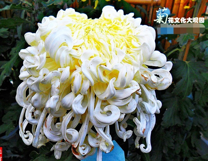 喜欢菊花，就养盆“菊中珍品”玉龙闹海，似白玉波浪，孤芳秀丽