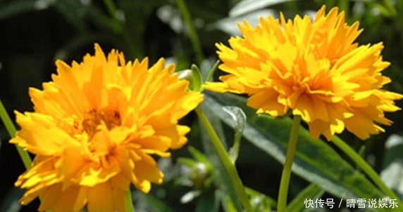 大花金鸡菊|新手养护花卉,就养能耐高温的花卉,比太阳花都强,开花金灿灿!