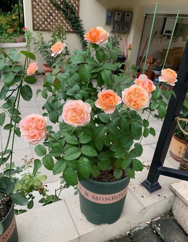 春天养花,必备5种“小东西”,简单有条理,养花一级棒