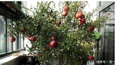 我在阳台用花盆种了这八种果树后，一年到头都没买水果！