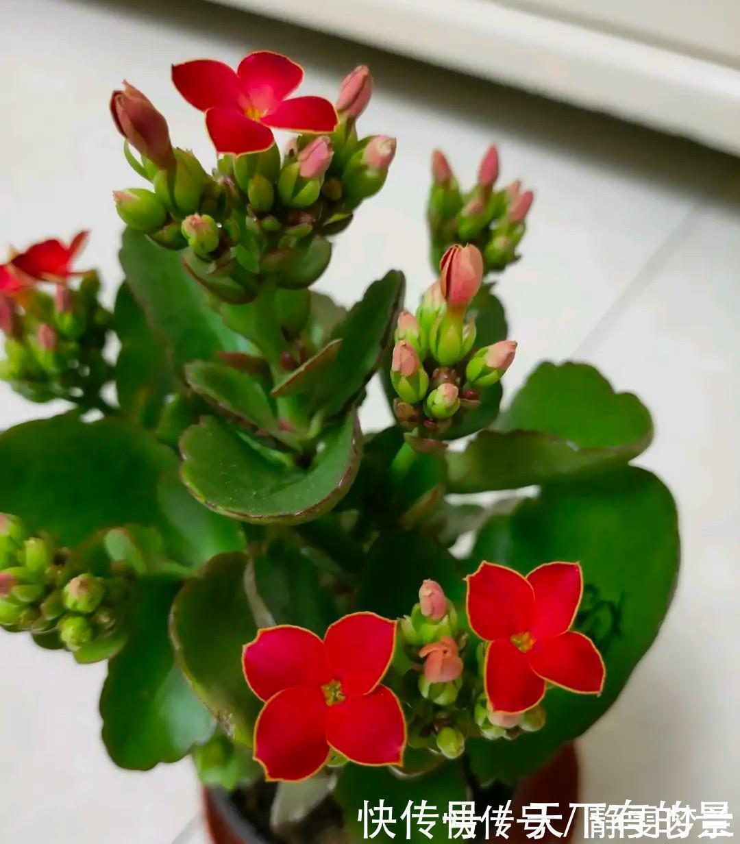 长寿花|长寿花有“三怕”,入冬养护得避开,养成小老桩,清香宜人小半年