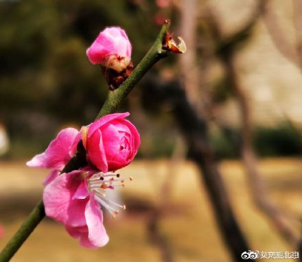 遇见|明城墙遗址公园梅花悄然开放 踏春游园正当时