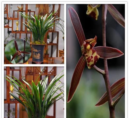 四溢|此兰花优点多到数不过来,花色罕见,花香四溢,是四大家兰之首