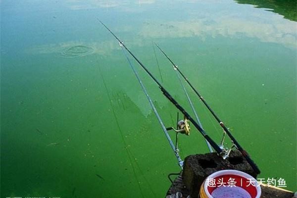 大鱼|自然水域野钓大鱼,用了这些招数,效果出奇的好,大鱼连竿上