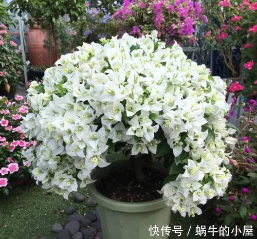 5款高颜值的三角梅,实则懒花,新手慎入,避免一年到头没花赏!