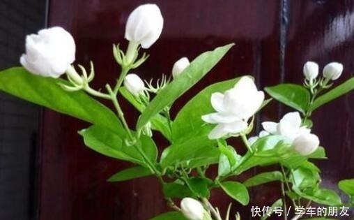 养茉莉花,盆里埋1个“家家有的它”,花朵层层叠叠,清香又淡雅!