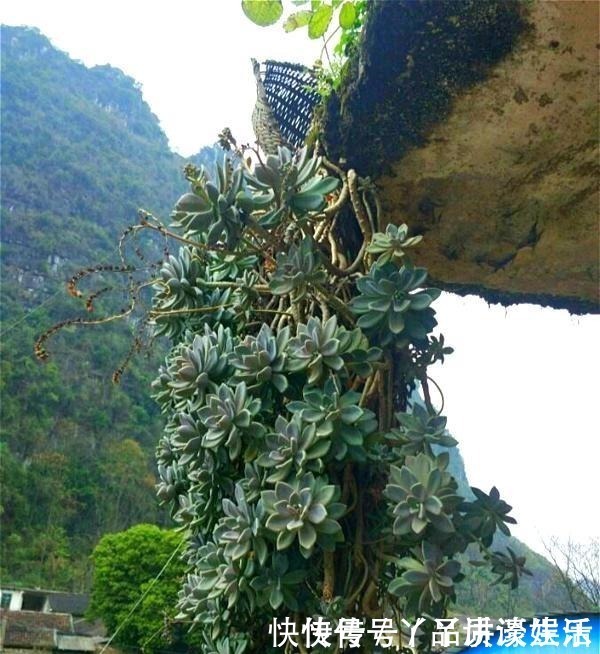 冬美人|此种“多肉”，干不死冻不死，一年四季无人管也疯长，路边常见！