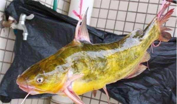 3种因颜值劝退吃货的鱼,营养价值极高,第2种市场上卖的没脑袋