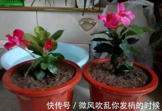 光照|阳台养花“6大错”，错了一个就黄叶，都占了就是“养花杀手”