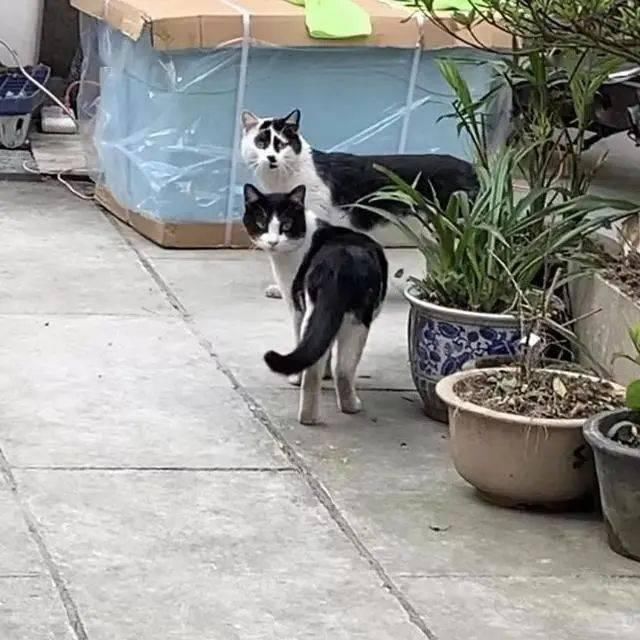 老公|“发现一个手办和我老公长得一模一样,这也太丑了吧!”哈哈哈