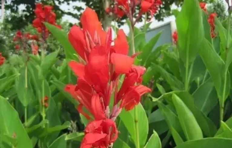 家有小院,就养“美人蕉”,五颜六色、花团锦簇,花朵硕大花期长