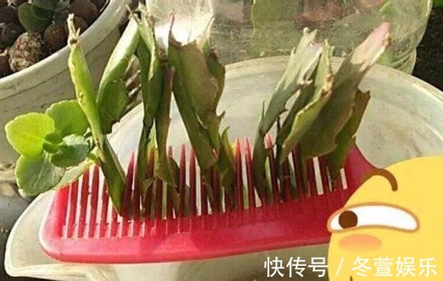蟹爪兰|梳子居然也能养花把蟹爪兰插上去,蹭蹭冒白根!