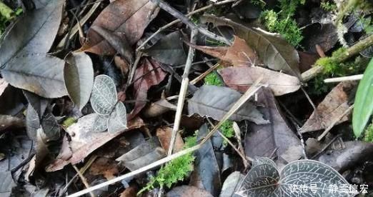 鸟人参|这种野草被称为“软黄金”,农村遍地都是,见到了别踩,价格高