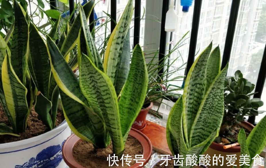 养4种花,浇水很关键,学会此样做,枝叶茂盛、开花爆盆