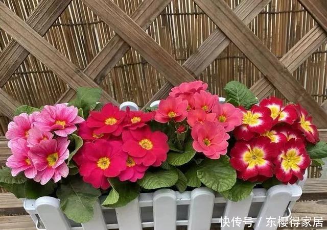 漂亮|12月在家养盆报春花,开花多又美,繁花似锦,漂亮极了