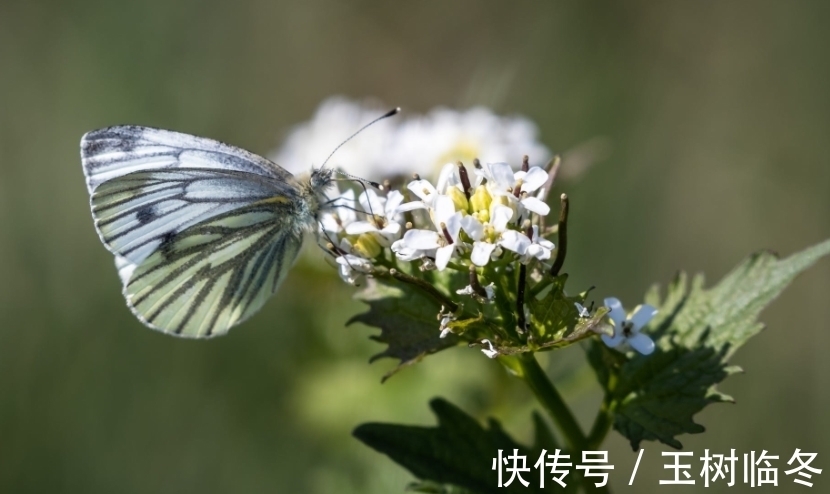 善良|集天使与“恶魔”为一身的生肖,既能善良,又能狠心,别轻易招惹