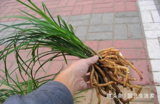 找点它加花盆里,用来养兰花,花根肥壮撑爆盆,15年不烂根!