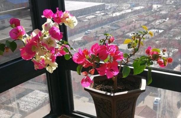 三角梅用“此方法”养,一年开花200天,次次开爆盆,花比叶子多