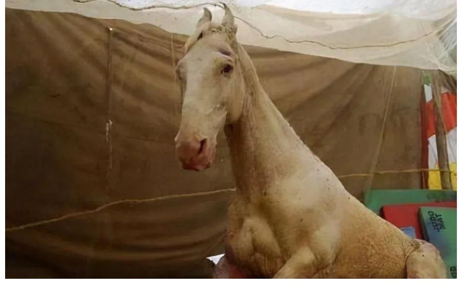 蜘蛛精$西游记幕后故事:黑熊怪一人分饰14角,二郎神比唐僧还禁欲