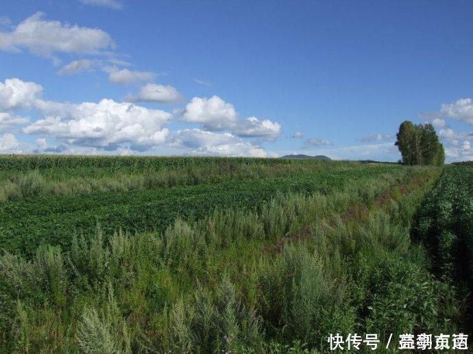 毛乌素 千年沙漠变绿洲美国卫星发现不寻常一幕,中国完成一前无古人壮举