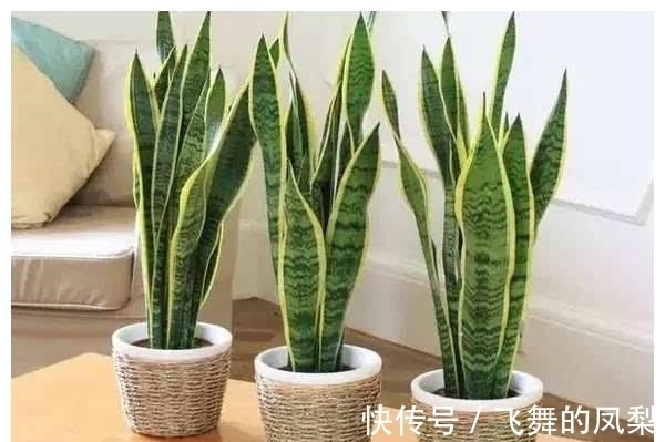 花店老板打死都不会透露的浇水秘诀,真的很管用