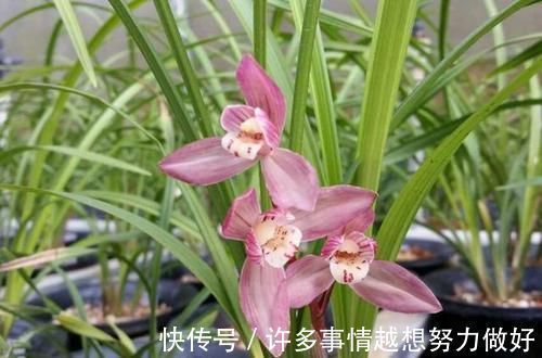 叶片|要想兰花养得好,这5步少不了,根正苗红就是这么养出来的