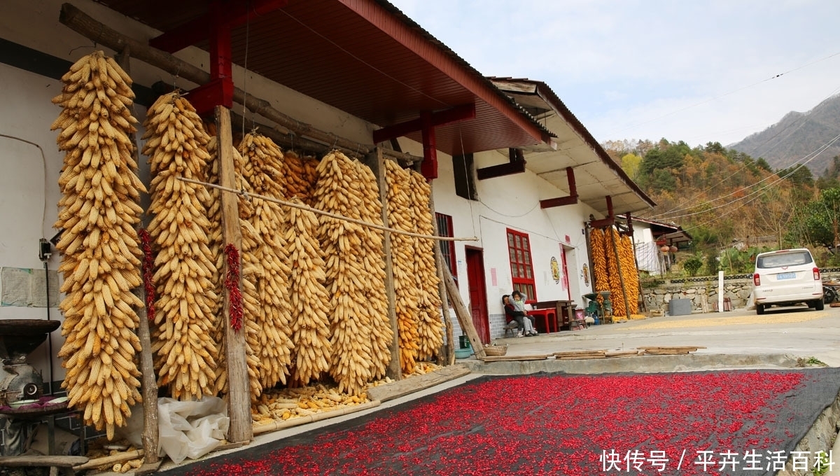  红色|农家小院晒满红色茱萸金色苞谷，秦岭山村秋色醉人