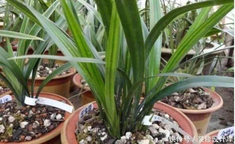 养花盆土易板结,学会3个方法,土壤疏松透气又营养,花卉长得旺