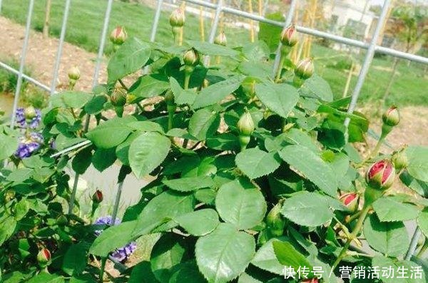 此是“世界名花”,好养如绿萝,清香如兰花,庭院阳台都能养!