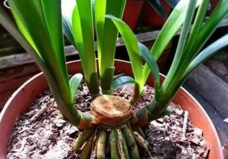 李奶奶把“吊兰”都剪了,2月后却爆盆了,叶子宽又大,特旺