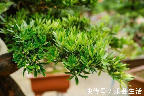 镇宅辟邪花，适合养家里，平安顺遂好兆头