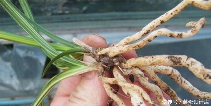 花卉|冰箱里的除臭木炭扔了太可惜,拿来种花,居然有这么多神奇的作用