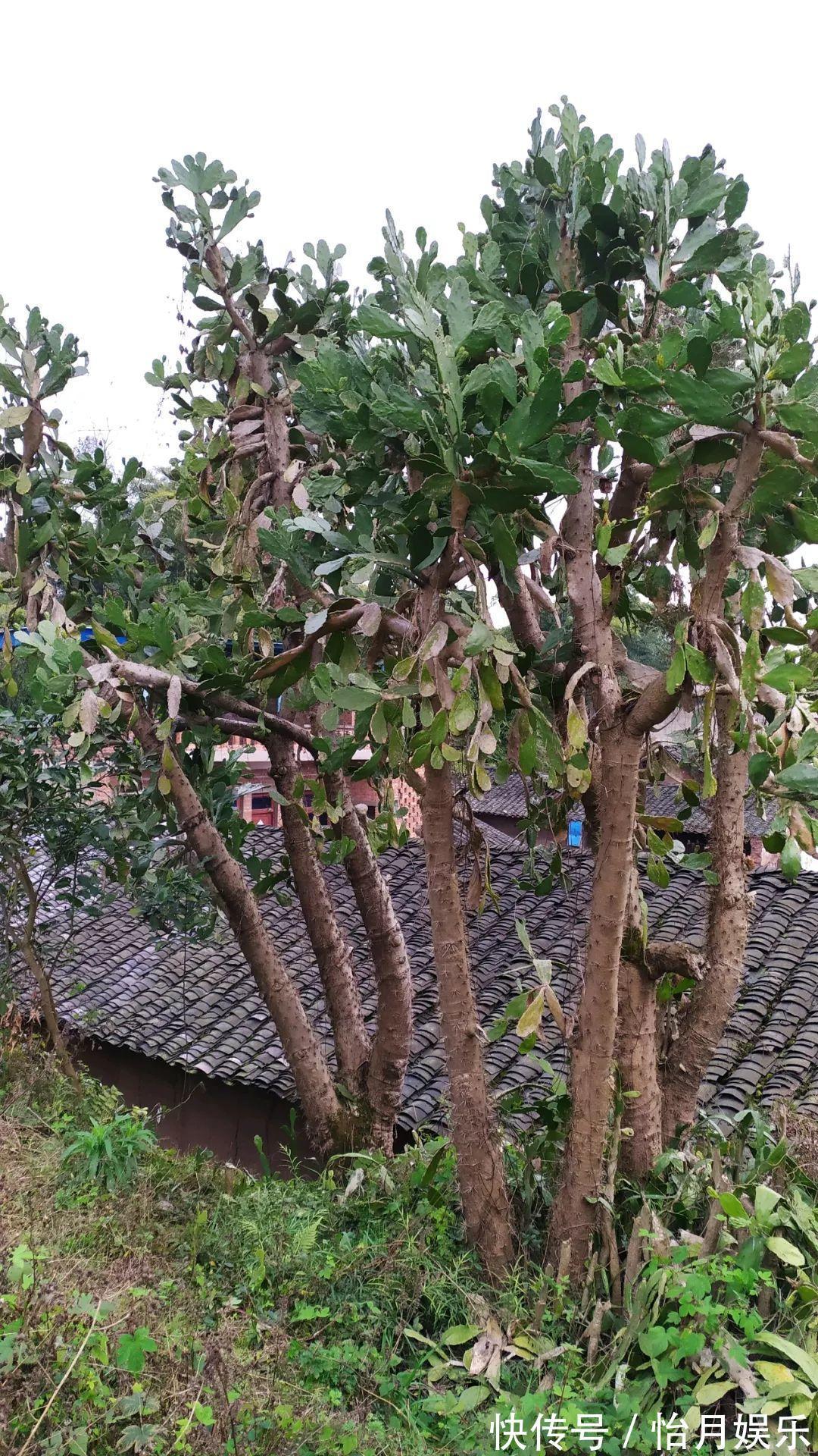 朱顶红|花也能成精，养成巨无霸，一次开花50朵，比小孩还高！