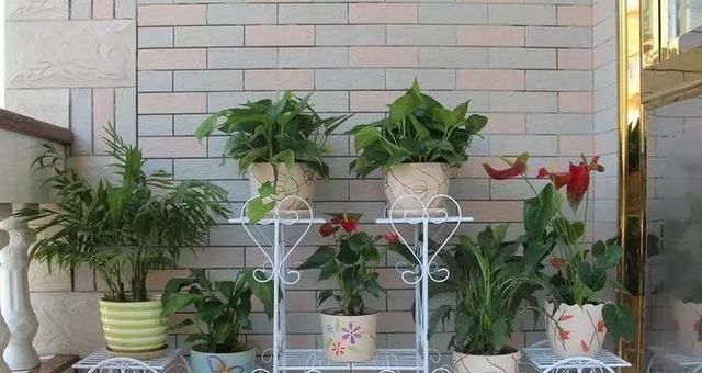养花占地方？阳台支个架，再养10盆也不挤！
