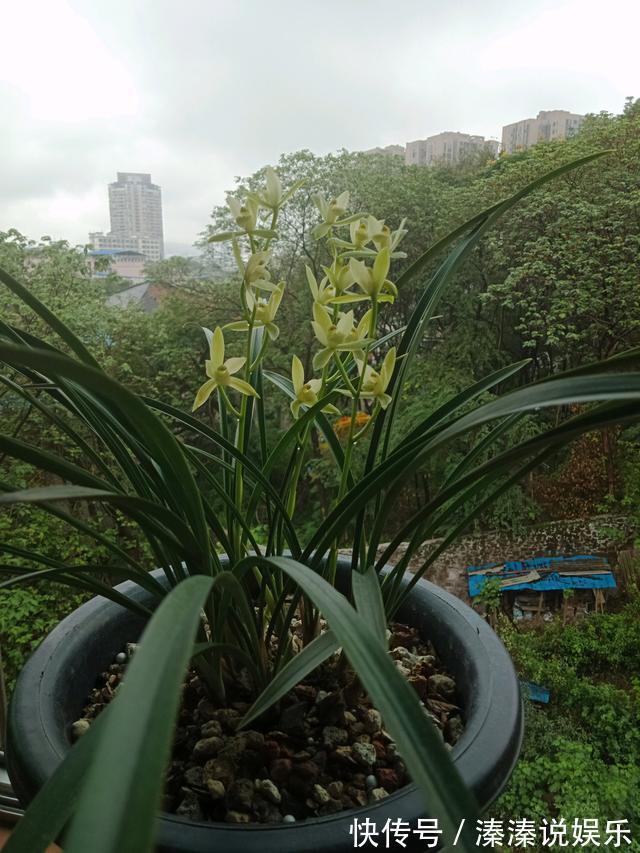 最值得养的兰花,养护容易,四季常开花,清香飘满屋