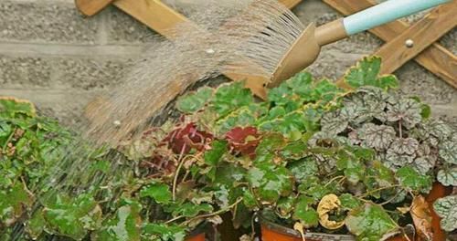  盆栽植物|花卉盆栽买回来，一定注意此几个细节