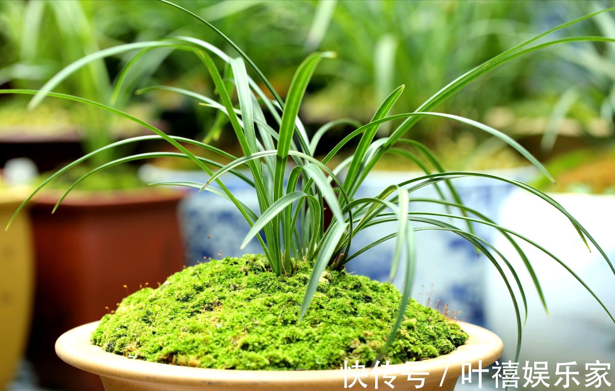 兰花苗|兰花焦尖的6大原因,搞清楚了好对症下药,兰花焦尖不用怕